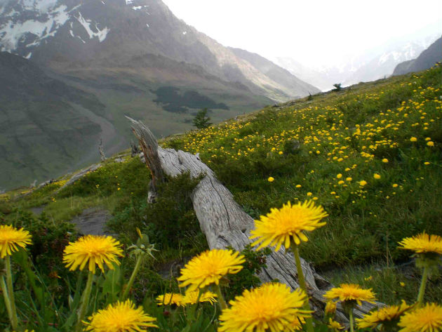campo de flores volviendo a casa